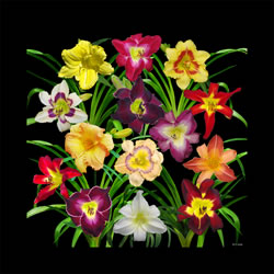 display of daylilies I black 20x20b.jpg